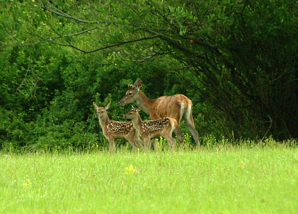 PASSIONE PER IL CERVO